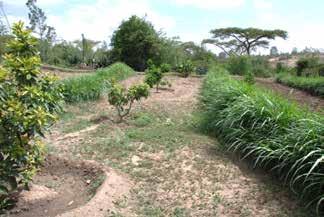 GS can be integrated with lines of legume shrubs such as pigeon peas, Sesbania, Treelucerne and Acacia saligna planted in dense rows. Design.