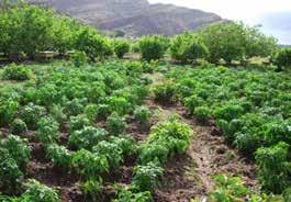 It makes the land more productive and improves soil fertility, reduces temperature, provides shade, and increase family income, particularly during