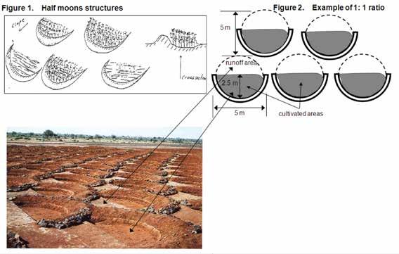 ANNEXES TO CHAPTER 4 29. LARGE HALF MOONS (LHM) FOR CROP AND FODDER PRODUCTION LHM planted with millet LHM is a rainfall multiplier system that allows cultivation of crops in low rainfall areas.