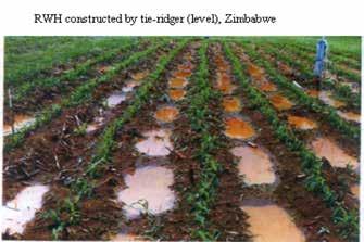 standards Ties are placed in a staggered position along neighbouring furrows.. Row spacing and tying interval could range between 1 and 3m along furrows and up to 10 m in inter-row runoff farming.