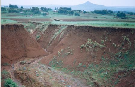 Broadly: The less vegetation cover there is, the greater the risk of soil erosion by water, wind, and exposure to high temperatures.