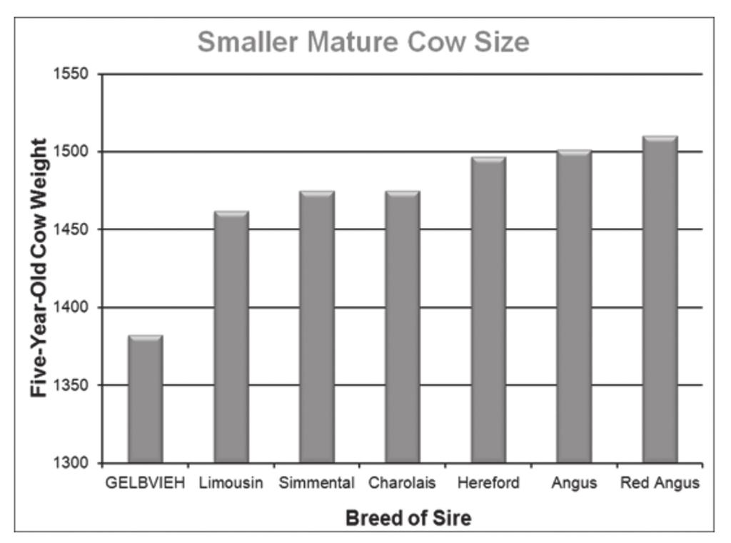 were very close.) Even more interesting, the same data shows the Gelbvieh breed had the smallest mature cow size in 5 and 6 year old cows. So what does this data tell us?