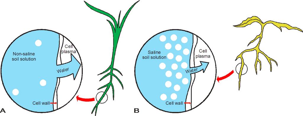 Figure 2. Excessive soluble salts causing drought-like symptoms in plants.