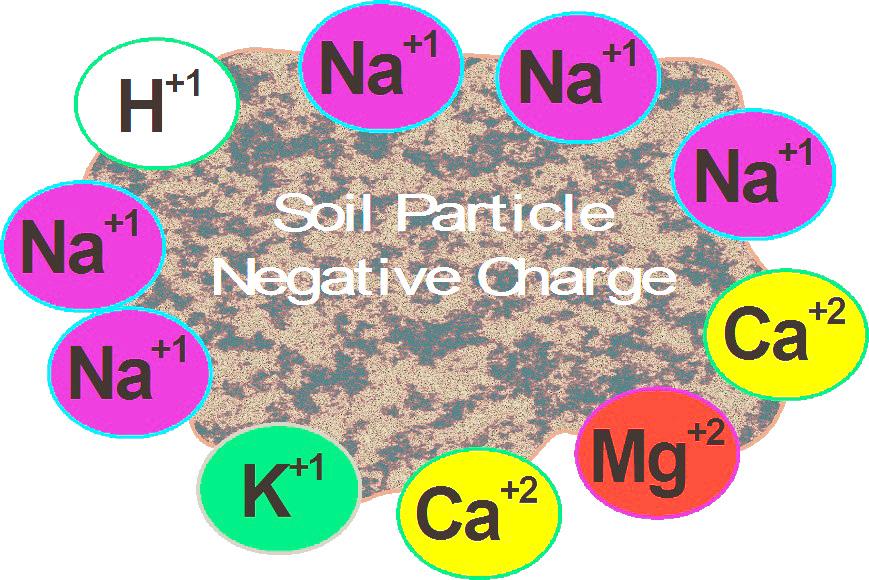 As the word soluble indicates, these salts can easily be leached out of the upper 2-3 feet of surface soil under good soil moisture and drainage conditions.