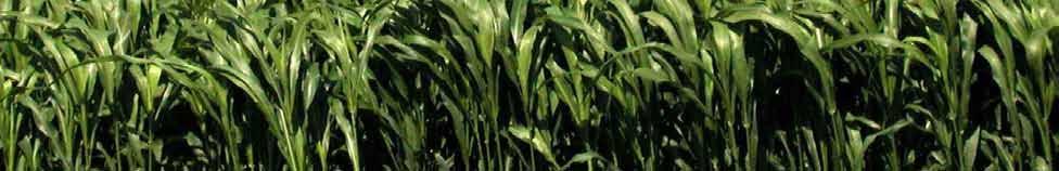 FORAGE SORGHUM CHARACTERISTICS CHART Silage Quality COMMENTS Stand Over Hay Range Grazing Intensive Grazing VARIETIES Genetic Type Plant Time Versatile (Wrap) Not Preferred Excellent Spring Summer