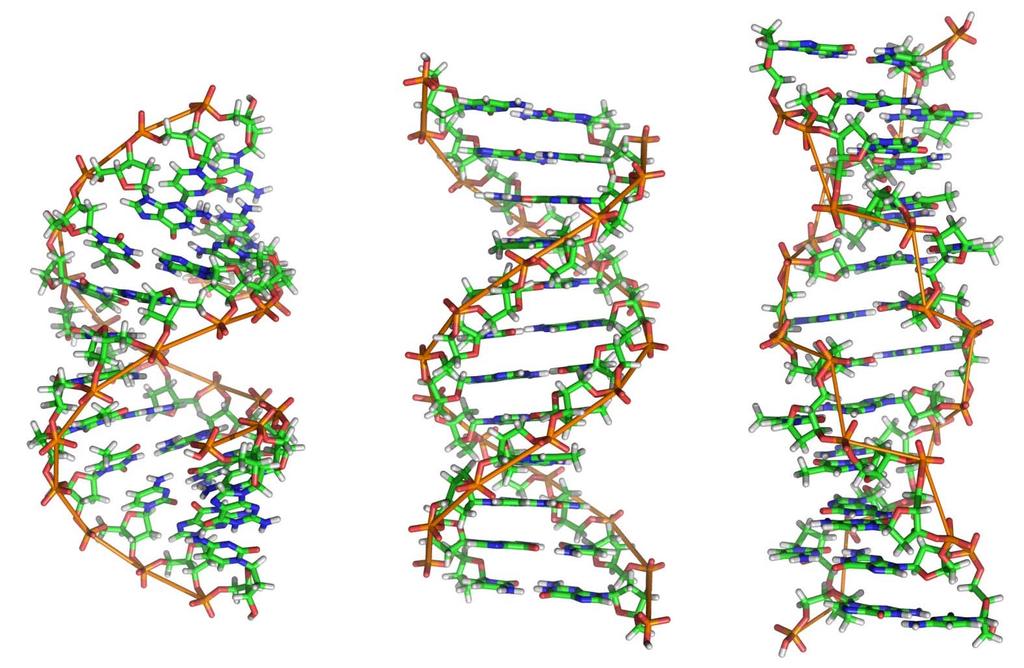 Tertiary Structure A Form DNA B Form DNA Z