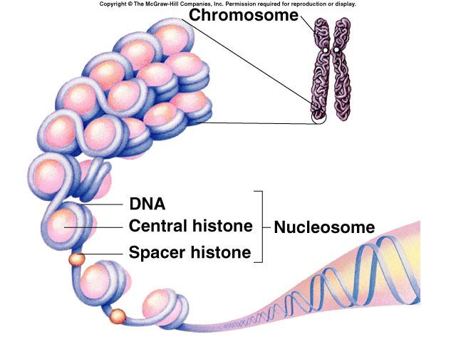 Genes are on chromosomes Morgan s conclusions genes are on chromosomes but is it the protein or the DNA of the chromosomes