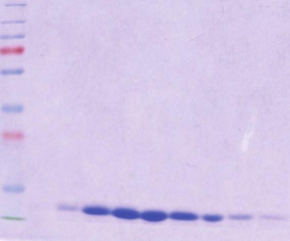 PageRuler Plus prestained protein ladder (ThermoFisher Scientific). Lanes 1 9. Samples (15 µl) of the 2 ml fractions were collected through size exclusion chromatography.