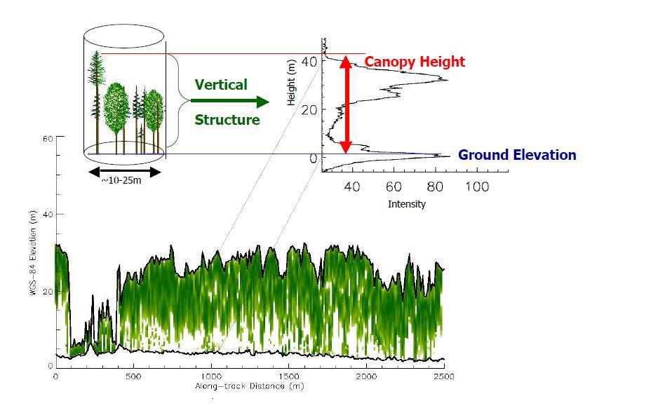 Stand-Level Vegetation Structure Vegetation Structure Distribution of vegetation biomass horizontally and
