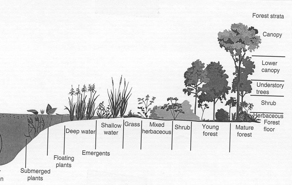 Stand-Level Vegetation Structure Vegetation Structure Distribution of vegetation biomass horizontally and