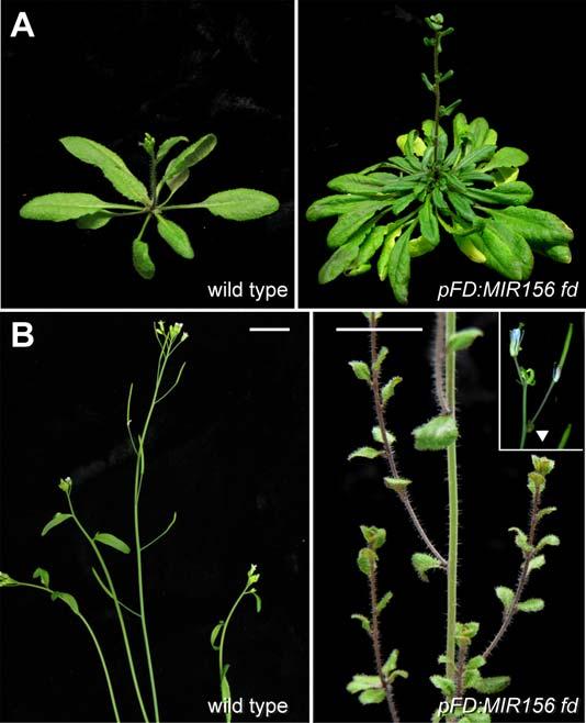 Figure S7. Additional phenotypes of pfd:mir156 fd-2 plants. (A) Long-day grown plants after the inflorescence shoot had started to elongate. (B) Close-up of mature inflorescences.