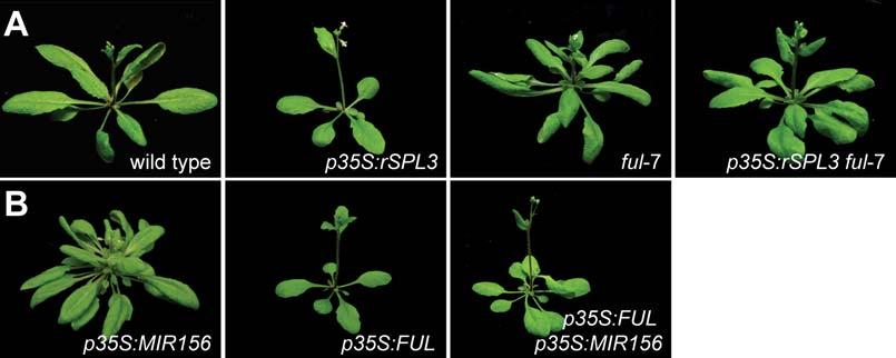 and AP1 (E) genomic fragments in wild-type and pspl9:gfp-rspl9 seedlings and inflorescences.