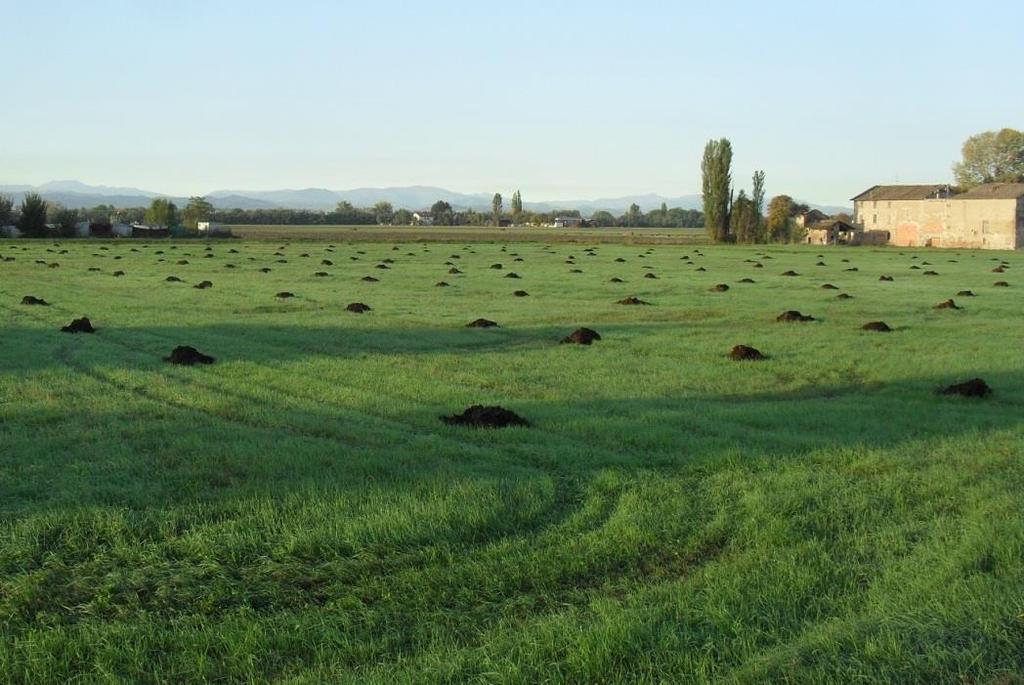 Parmigiano-Reggiano forage system