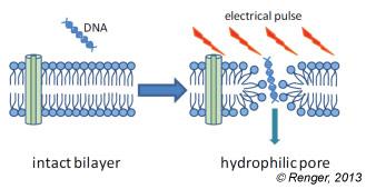 During electroporation the lipid molecules are