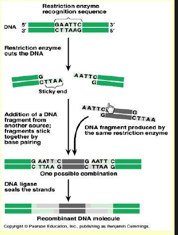 Insertion of foreign gene to the plasmid involves 2 main enzymes: 1) Restriction Enzymes[R.