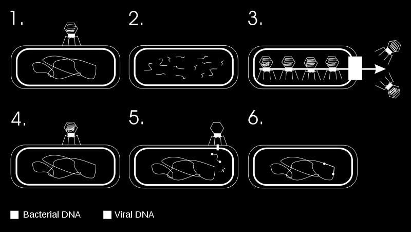 which DNA is