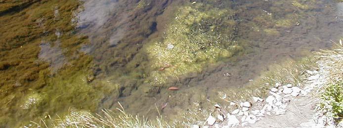 periphyton (algae attached to substrate) in streams and rivers have