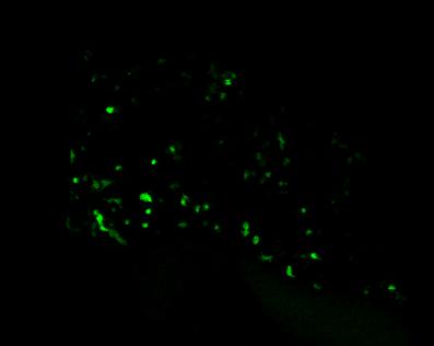 fluorescence (GFP) 5