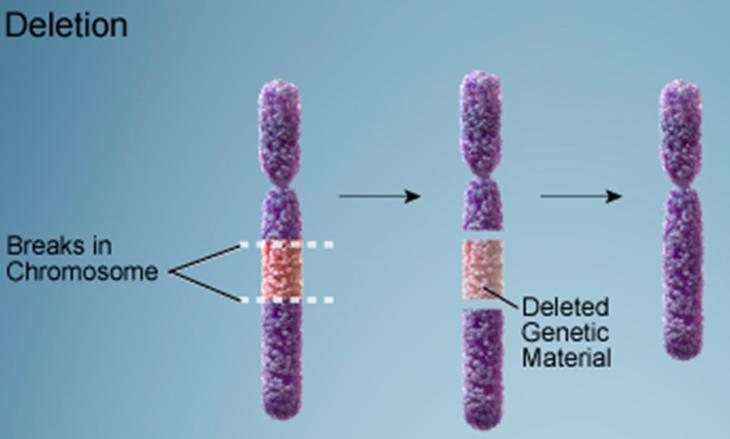 around backwards, Segment reattaches Deletion -Due to breakage a piece of a chromosome