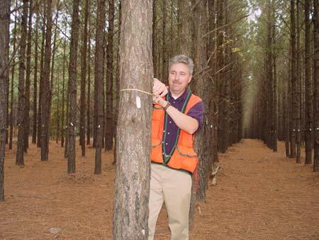 Stand and Site Characteristics An unthinned 11-year-old loblolly pine stand (Photo 1) was chosen as the study area.