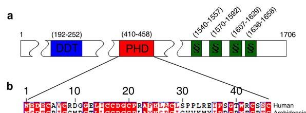 Supplementary Figure S4. The prediction of PHD domain structure. (a) The Arabidopsis PTM protein contains a DDT domain and a PHD motif in the N-terminal region.