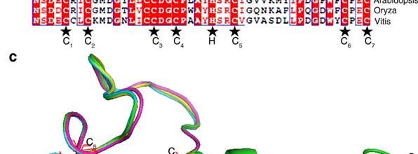 (b) Alignment of the Arabidopsis PHD motifs of PTM with those of Human, Oryza and Vitis PHD-containing proteins. The main PHD regions were color-coded as indicated.