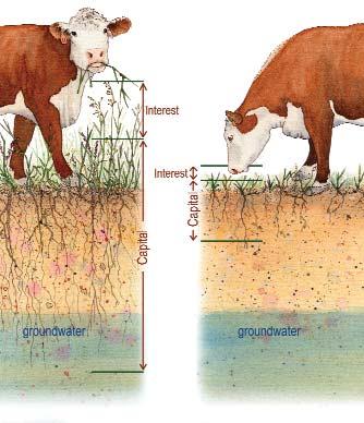 ! when I do the math how many cattle can be safely grazed, and for how long? Carrying capacity is the maximum amount of forage that can be grazed while still maintaining the plant community.