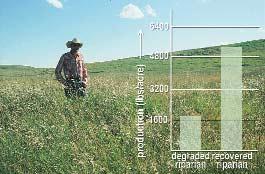 Following these changes dramatic increases in forage yields (up to three times as much as before) occurred on the floodplains, providing a much more stable forage base over a range of moisture