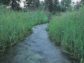 that maintain productive riparian areas. Healthy Vegetation!