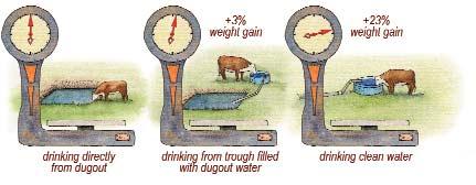 Water quantity is one factor affecting livestock performance; water quality is also an important consideration. Livestock prefer to drink clean water.