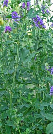 Potassium (K) Benefits Improved alfalfa stand persistence, shoots per plant and rhizobia activity Reduces leaf drop of alfalfa