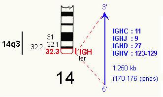 The Human IgH Locus Includes Diversity (D) as well as V and J gene segments Contains multiple,