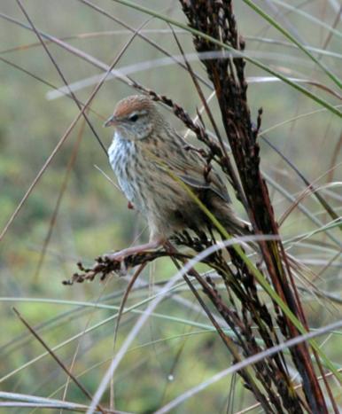7.3 Avifauna - North Island Fernbird 7.3.1 Introduction Within the Project alignment the North Island fernbird (fernbird) is the only species of avifauna identified in consent conditions as requiring specific management and monitoring.