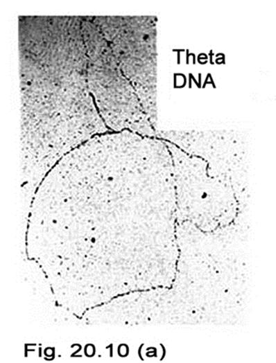 Does DNA replication begin at the same site in every replication cycle? Electron microscope image of an E.
