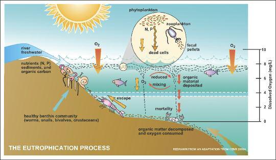 Eutrophication Eutrophication occurs when a water body is rich in nutrients. This encourages excessive plant growth and blooms of phytoplankton.