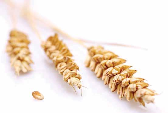 [ MARKETS ] Feed and Grain Corn, wheat, rice, barley and grain crops are acutely vulnerable to mycotoxins, a family of microcontaminants that pose a threat to quality, safety, and profitability of