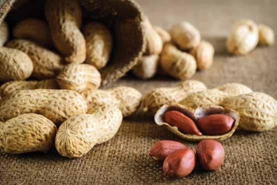 Peanuts Peanut contact with soil during cultivation may result in exposure to mycotoxinproducing molds.