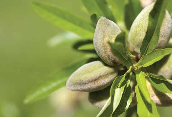 Tree Nuts Tree nuts are at risk for the presence of mycotoxins throughout cultivation and storage when environmental conditions favor mold growth.