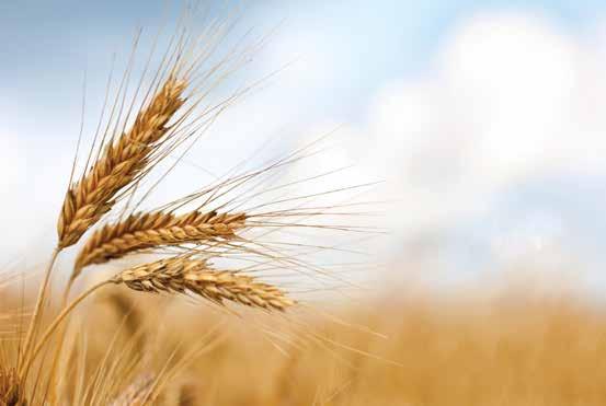 [ MARKETS ] Wheat Wheat and other cereal grains are at risk for the presence of mycotoxins such as aflatoxin, vomitoxin (DON), fumonisin, zearalenone and ochratoxin.