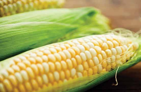[ MARKETS ] Corn Corn/maize is at risk for the presence of mycotoxins such as aflatoxin, vomitoxin (DON), fumonisin, zearalenone and ochratoxin.