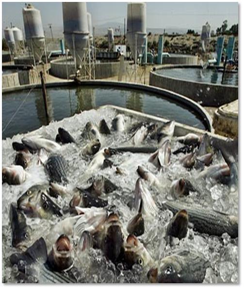 is aquaculture a good use of resources?