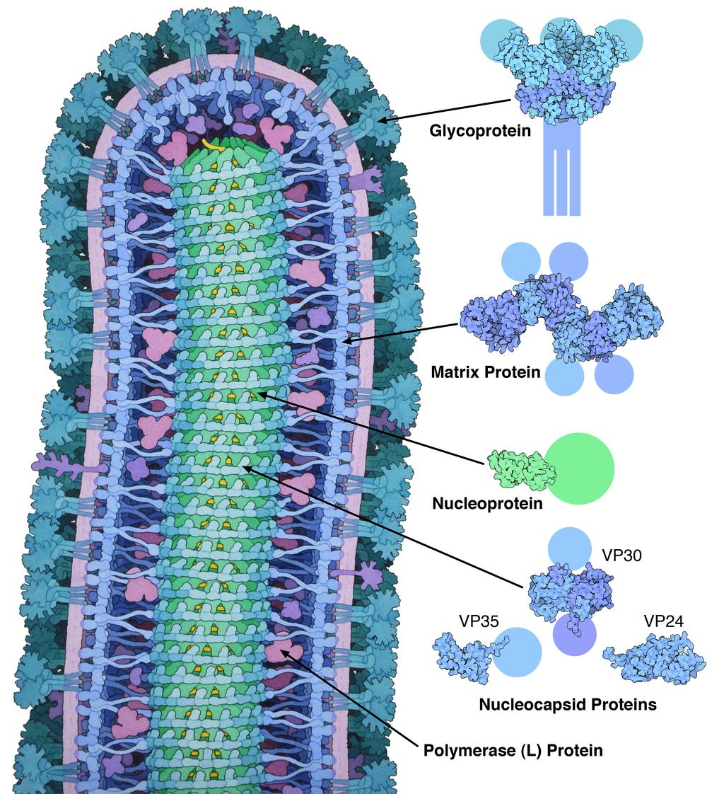 Ebola Zaire Glycoprotein Mayinga Zaire Strain 1976 Trimeric transmembrane protein Heavily glycosylated Mucin domain