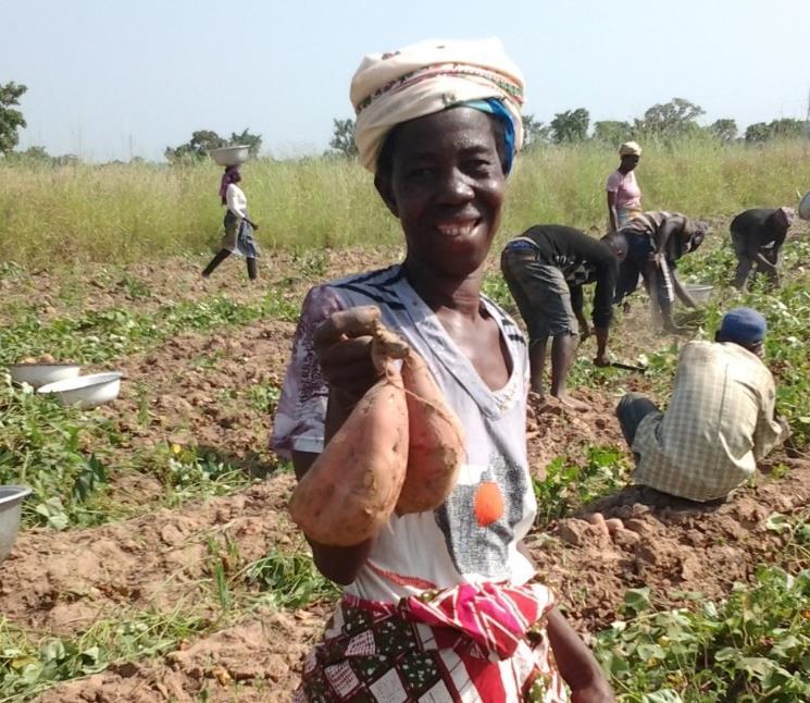 Lessons Learned OFSP has low nutrient demands and able to thrive well on fields closer to homes which saves time and effort for women Seen as a woman s crop; consumption and