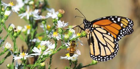 GOAL 1: LANDS THROUGHOUT MINNESOTA SUPPORT HEALTHY, DIVERSE, AND ABUNDANT POLLINATOR POPULATIONS.