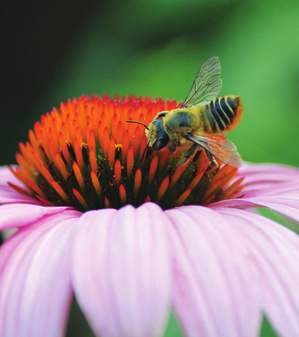 PREFACE EXECUTIVE ORDER Minnesota Governor Mark Dayton issued an executive order in August 2016 directing a team of state agency experts to take immediate action to restore pollinator health in the