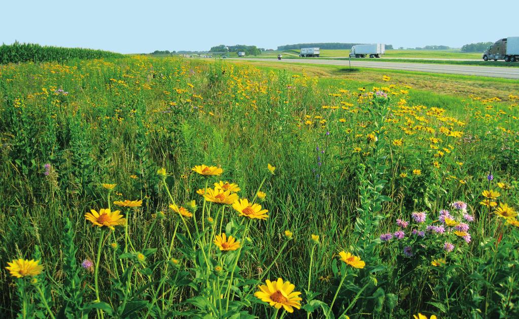 FUTURE ACTIONS Motivate Minnesotans to promote, protect, restore, and manage pollinator habitat The state could encourage Minnesotans to create more habitat that meets our definition of high-quality