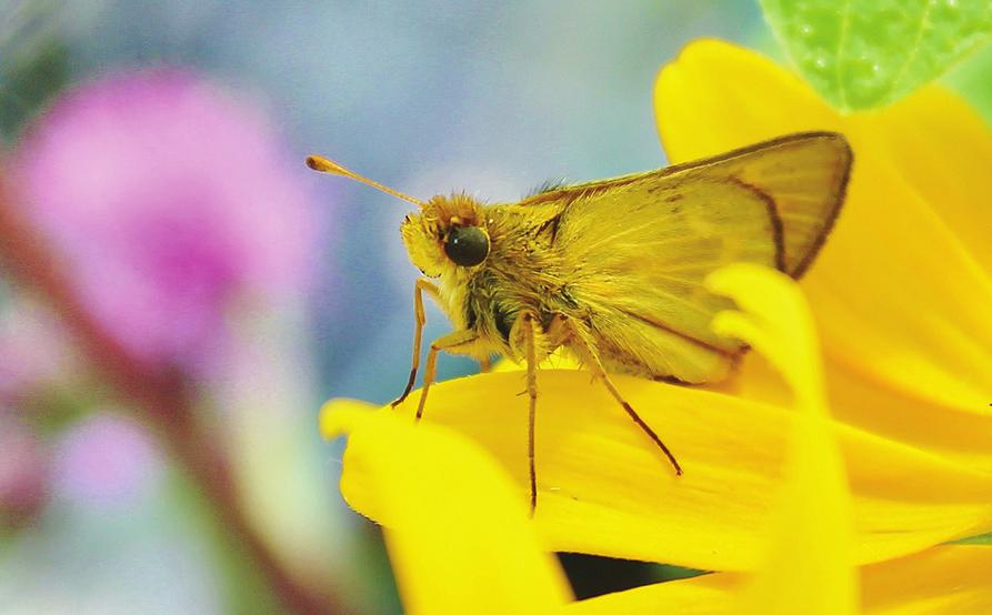 THE STATE OF POLLINATORS Minnesota s State Wildlife Action Plan lists 33 species of butterflies and moths and