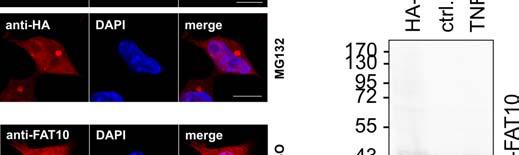 of the FAT10-specific clone 4F1 monoclonal antibody (right panel).