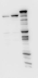 Supplementary Fig. S4 Hek T cells HA-Uba6 GST-Uba6 170 130 95 72 55 43 WB: Anti-Uba6 34 26 130 95 WB: Anti-HA 170 130 WB: Anti-GST Figure S4. Characterization of UBA6 specific polyclonal antibody.