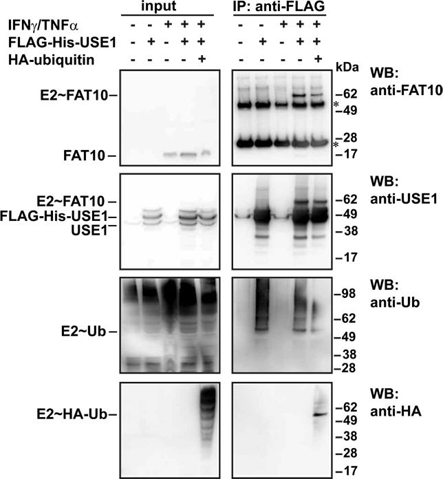 Supplementary Fig. S5 Figure S5 Endogenous FAT10 competes with ubiquitin for USE1 conjugation.
